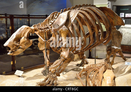 Fossil skeletonof a giant ground sloth (Paramylodon harlani). Pleistocene age. Stock Photo