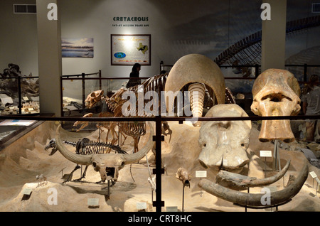 Fossils of the Ice Age displayed in Paleontology section of a museum. Stock Photo