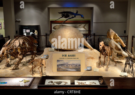 Fossils of the Ice Age displayed in Paleontology section of a museum. Stock Photo