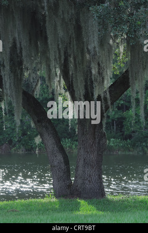 Tree with "Old mans beard" lichen Stock Photo