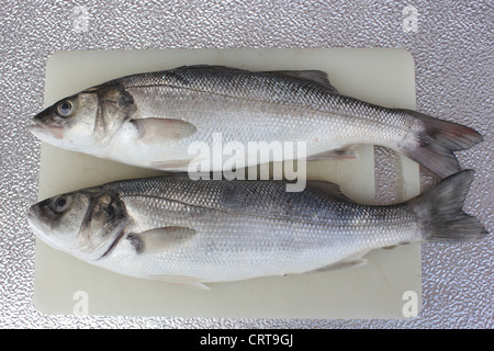 freshly rod caught sea bass,a delicacy of the British Isles