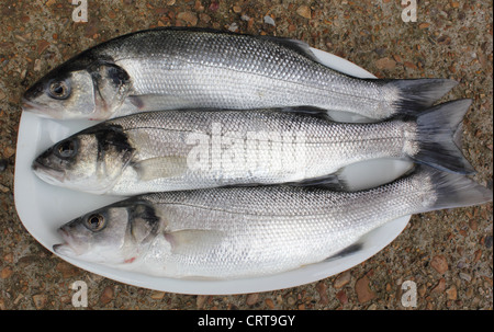 freshly rod caught sea bass,a delicacy of the British Isles