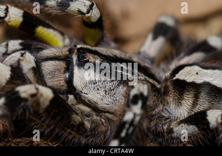 Indian ornamental tarantula (Poecilotheria regalis) head shot Stock Photo