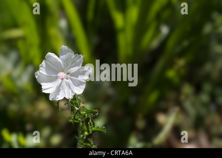 Delicate white petals with pink center of Musk Mallow flower with soft green background Stock Photo