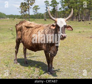 Florida cracker cow. Stock Photo