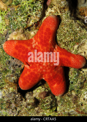 Grainy cushion star ( choriaster granulatus) Stock Photo