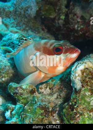 Blacktip grouper (epinephelus fasciatus). Taken at Ras Mohamed in Red Sea, Egypt. Stock Photo