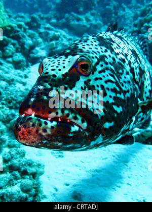 Red Sea Coral Grouper(Plectropomus pessuliferus). Stock Photo