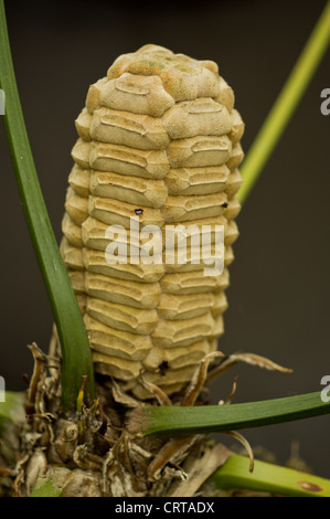 Zamia pseudoparasitica hi-res stock photography and images - Alamy