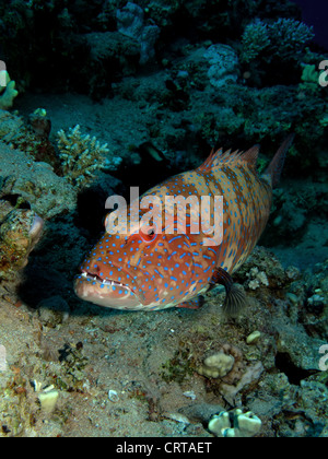 Red Sea Coral Grouper(Plectropomus pessuliferus). Stock Photo