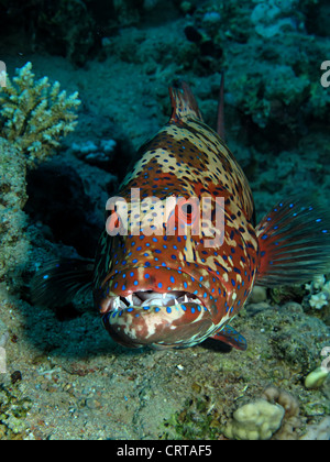 Red Sea Coral Grouper(Plectropomus pessuliferus). Stock Photo