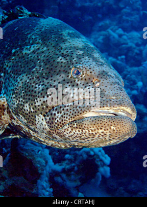 Close-up of the giant Potato Grouper Stock Photo