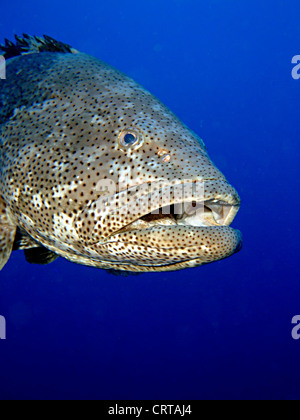 Close-up of the giant Potato Grouper Stock Photo