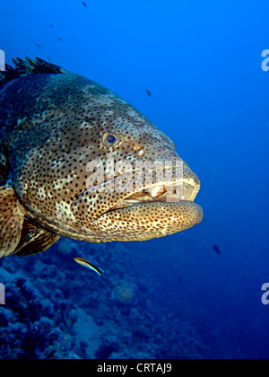 Close-up of the giant Potato Grouper Stock Photo