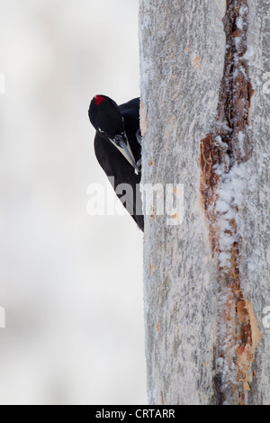 Black Woodpecker Dryocopus martius female perched on Red Pine trunk at Kuusamo, Finland in February. Stock Photo