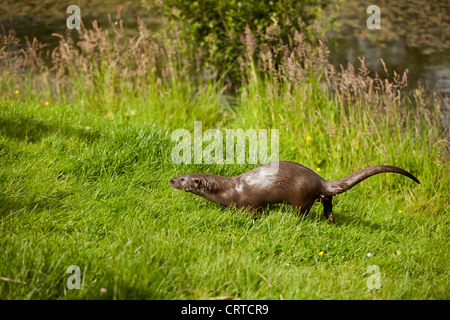 European Otter Stock Photo