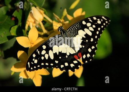 Lime Butterfly (Papilio demoleus) on yellow flowers Stock Photo