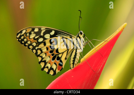 Lime Butterfly (Papilio demoleus) on a red flower Stock Photo