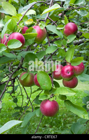 Apples hanging on a tree in an apple orchard in Sainte Anne de Bellevue near Montreal, Quebec Stock Photo