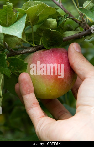 Man picking an apple in an orchard near Montreal, Quebec Stock Photo