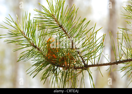 close up of pine branch Stock Photo