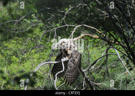 Baby Great Horned Owl stretching Stock Photo