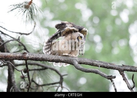 Baby Great Horned Owl stretching Stock Photo