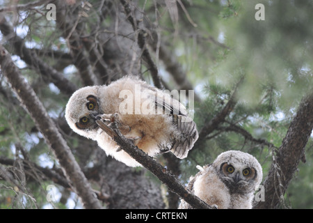 Great Horned Owls Stock Photo - Alamy