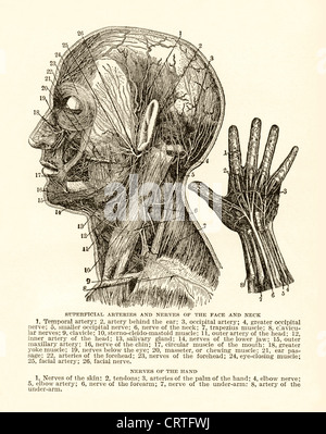 Vintage illustration of head and face muscles with anatomical ...