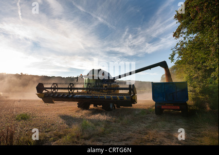 Farmer rushing to cut the corn crop late into early evening before the threat of rain combine harvester Stock Photo