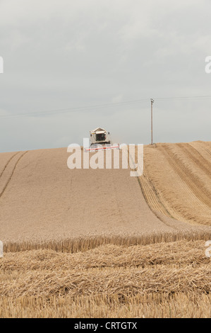 Combine harvester cutting the corn crop before the autumn storm on a cloudy windswept day with wind turbines on the horizon Stock Photo