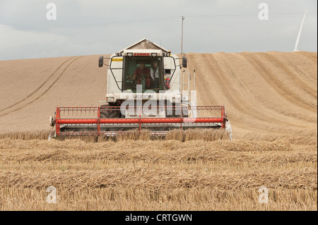 Combine harvester cutting the corn crop before the autumn storm on a cloudy windswept day with wind turbines on the horizon Stock Photo