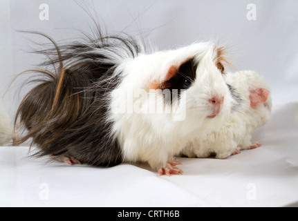 Peruvian black and white guinea pig with her baby Stock Photo