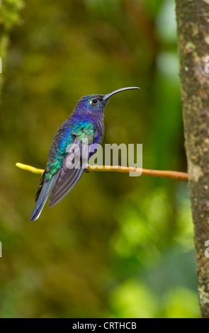 Male violet sabrewing hummingbird perched on a tree branch, Costa Rica Stock Photo