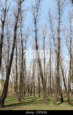 Poplar trees without leaves in the spring against the cloudy sky Stock Photo
