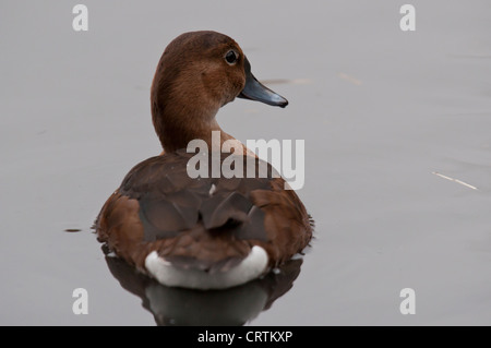 Ferruginous Duck (Aythya nyroca) Stock Photo