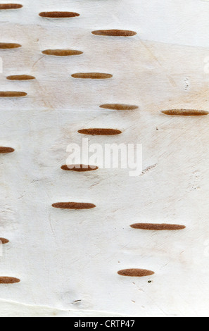 Birch bark closeup photo texture Stock Photo