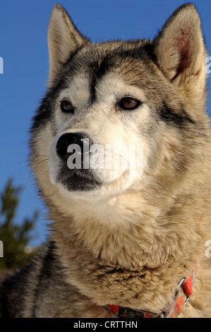 Portrait of an Alaskan Malamute sled dog Stock Photo