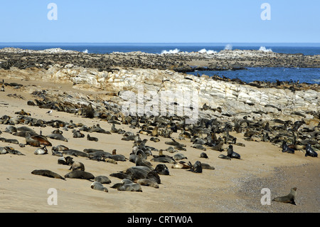 Cape Fur Seals  (Arctocephalus pusillus) Stock Photo