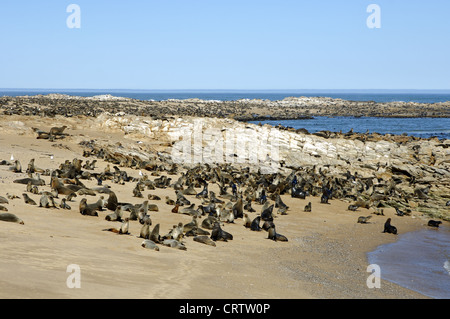 Cape Fur Seals  (Arctocephalus pusillus) Stock Photo