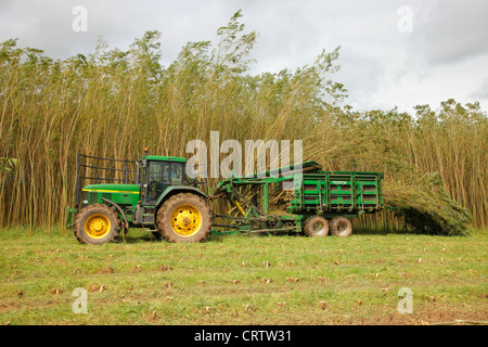 Harvesting Willow Coppice Plantation with 'The Stemster' near Carlisle, Cumbria, England, United Kingdom, UK, Briton, GB, Europe Stock Photo