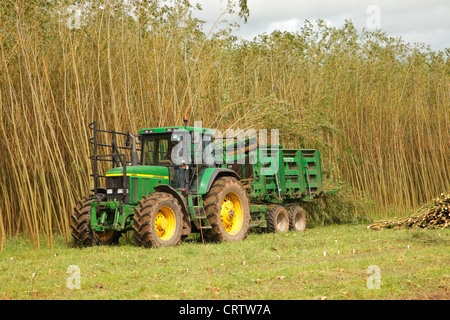 Harvesting Willow Coppice Plantation with 'The Stemster' near Carlisle, Cumbria, England, United Kingdom, UK, Briton, GB, Europe Stock Photo