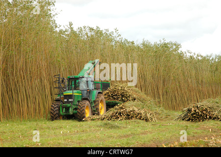 Harvesting Willow Coppice Plantation with 'The Stemster' near Carlisle, Cumbria, England, United Kingdom, UK, Briton, GB, Europe Stock Photo