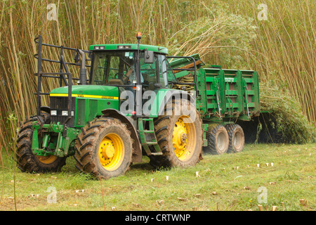 Harvesting Willow Coppice Plantation with 'The Stemster' near Carlisle, Cumbria, England, United Kingdom, UK, Briton, GB, Europe Stock Photo