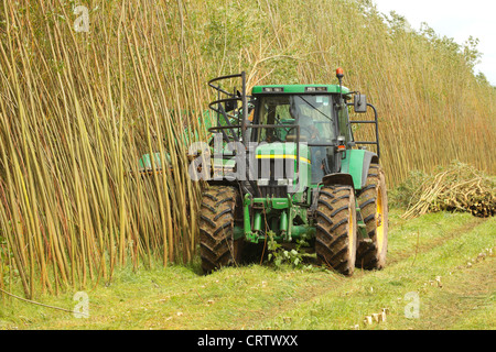 Harvesting Willow Coppice Plantation with 'The Stemster' near Carlisle, Cumbria, England, United Kingdom, UK, Briton, GB, Europe Stock Photo