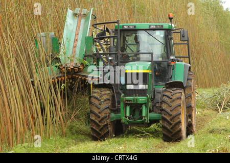 Harvesting Willow Coppice Plantation with 'The Stemster' near Carlisle, Cumbria, England, United Kingdom, UK, Briton, GB, Europe Stock Photo