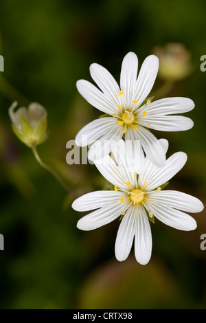 Portrait of two Greater Stitchwort flowers (Stellaria holostea). Stock Photo