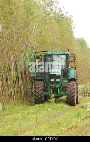 Harvesting Willow Coppice Plantation with 'The Stemster' near Carlisle, Cumbria, England, United Kingdom, UK, Briton, GB, Europe Stock Photo