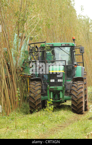 Harvesting Willow Coppice Plantation with 'The Stemster' near Carlisle, Cumbria, England, United Kingdom, UK, Briton, GB, Europe Stock Photo