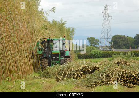 Harvesting Willow Coppice Plantation with 'The Stemster' near Carlisle, Cumbria, England, United Kingdom, UK, Briton, GB, Europe Stock Photo